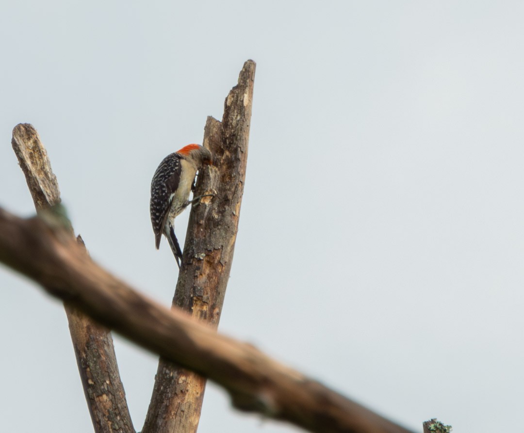 Red-bellied Woodpecker - ML592202211