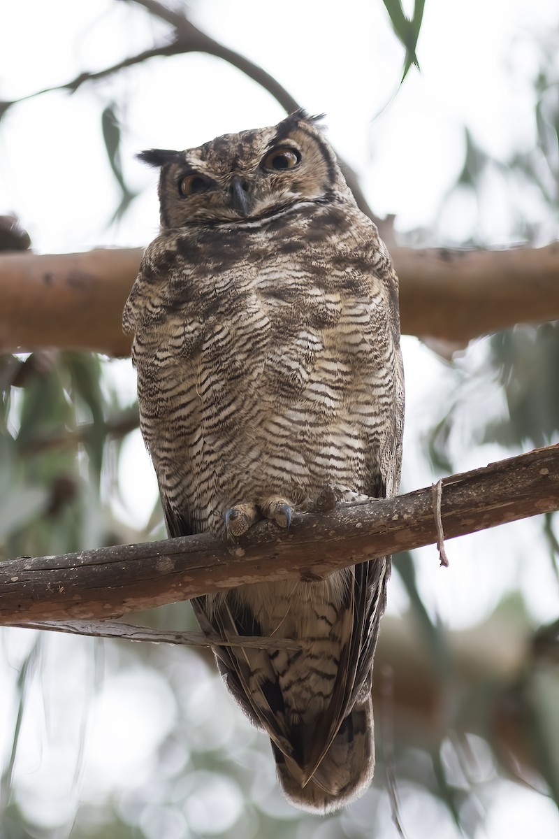 Lesser Horned Owl - Gary Rosenberg