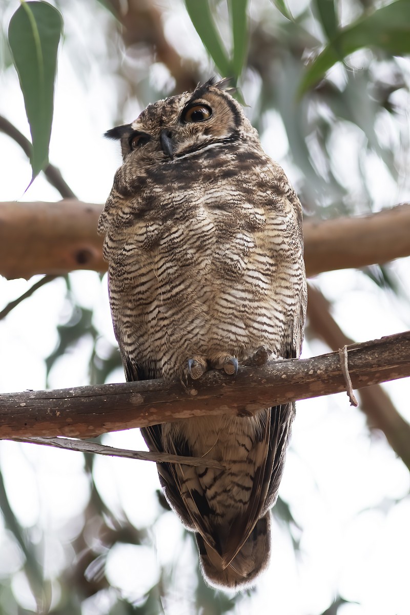 Lesser Horned Owl - ML592202481