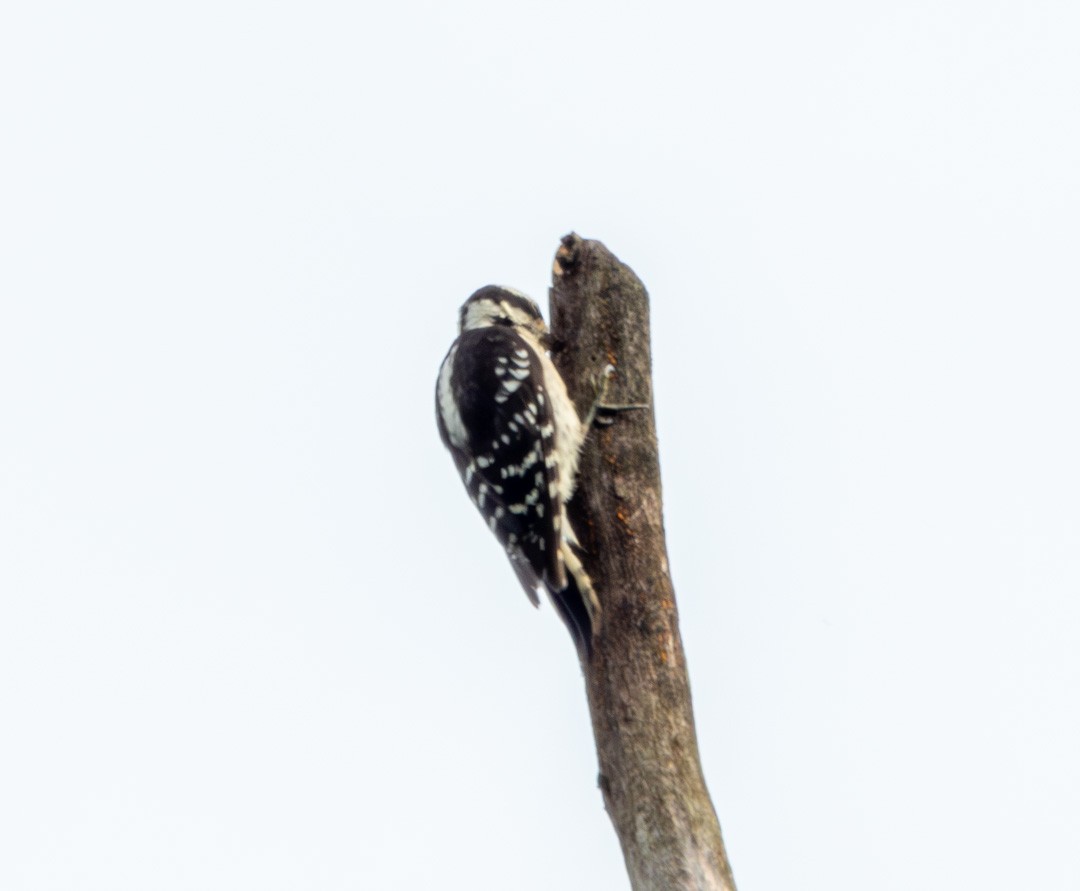 Downy Woodpecker - ML592203821