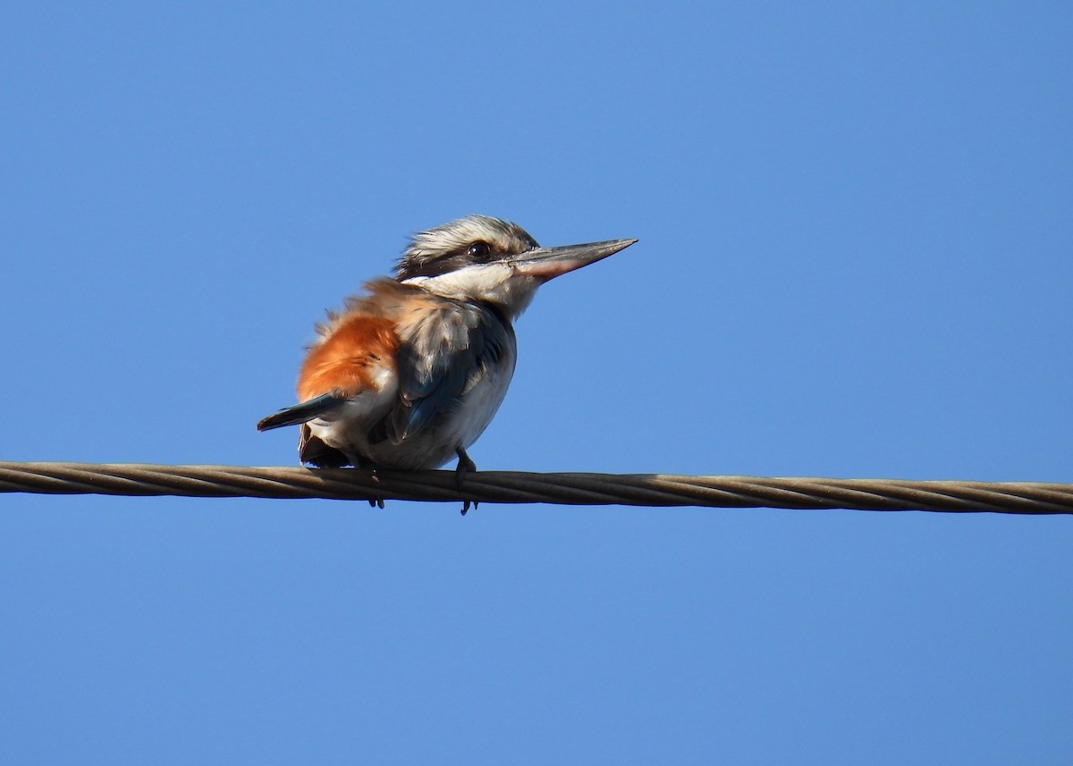 Red-backed Kingfisher - ML592204231