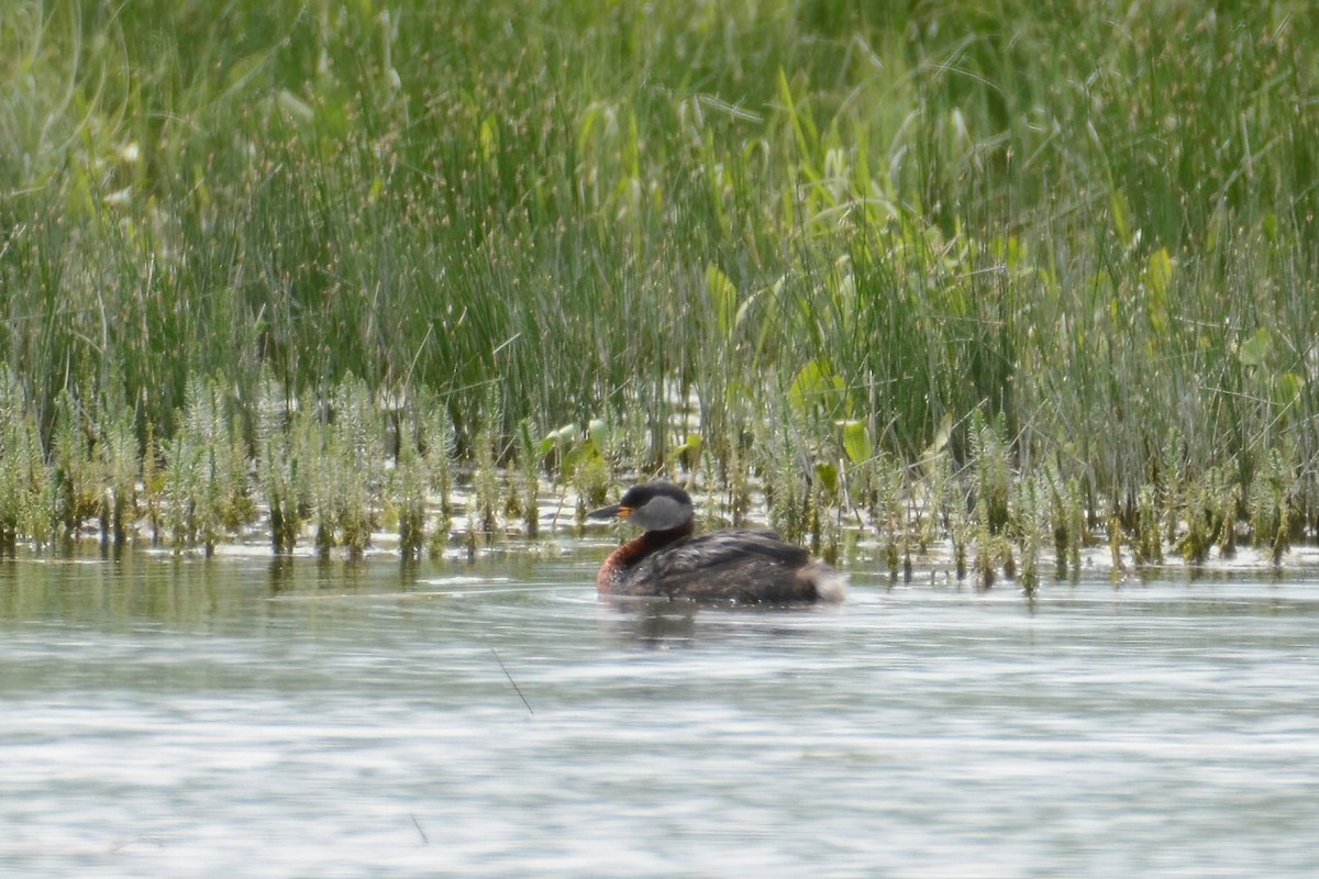 Red-necked Grebe - ML592205351