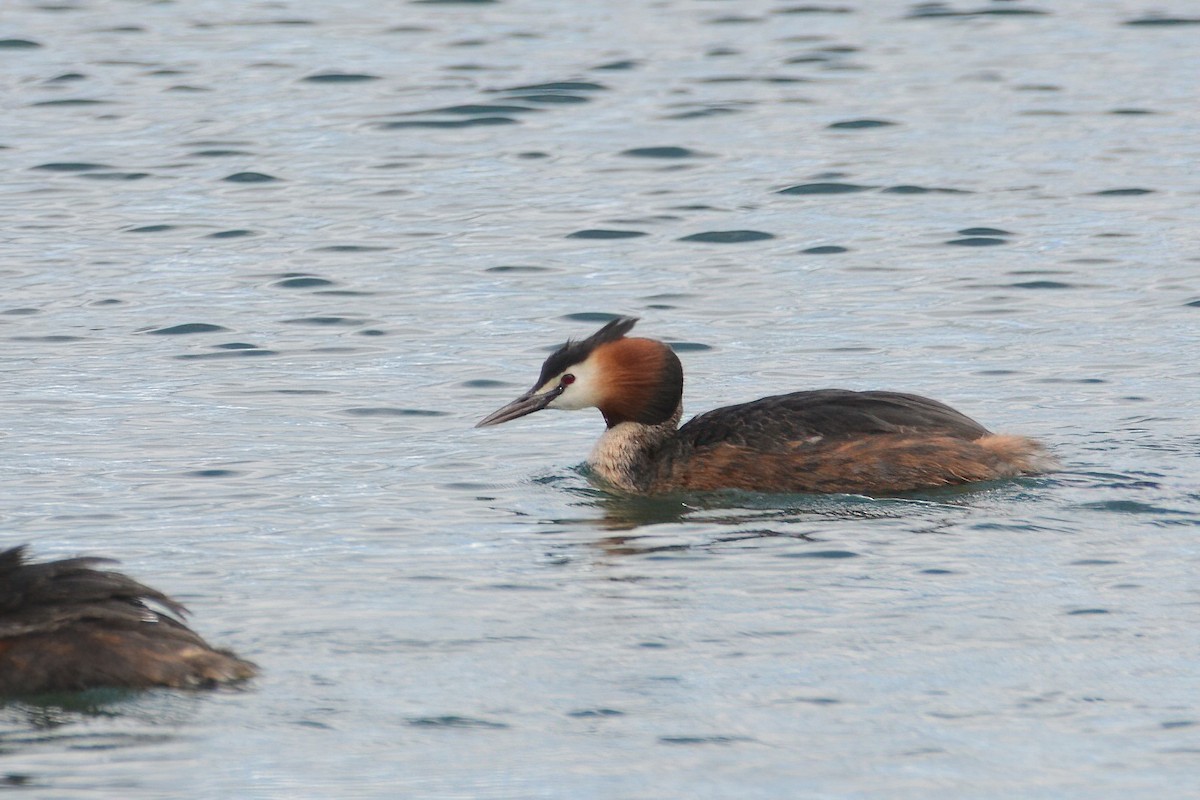 Great Crested Grebe - ML592205471