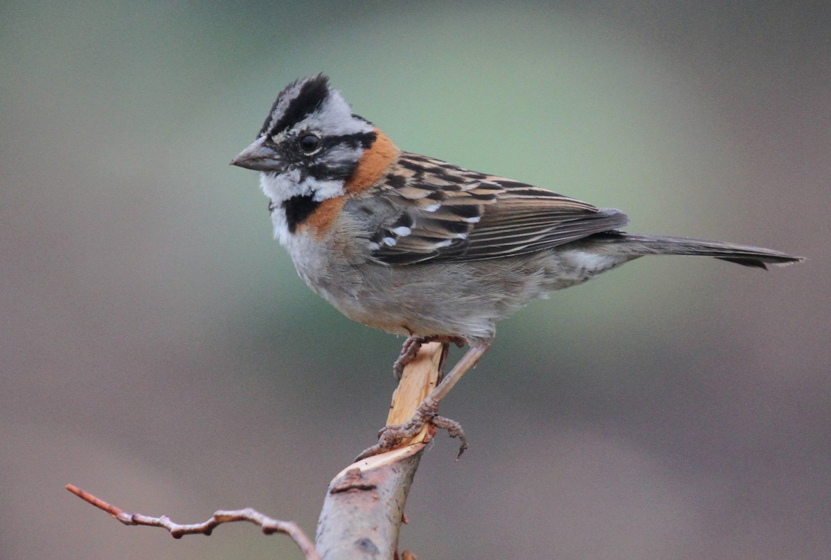 Rufous-collared Sparrow - Matthew Grube
