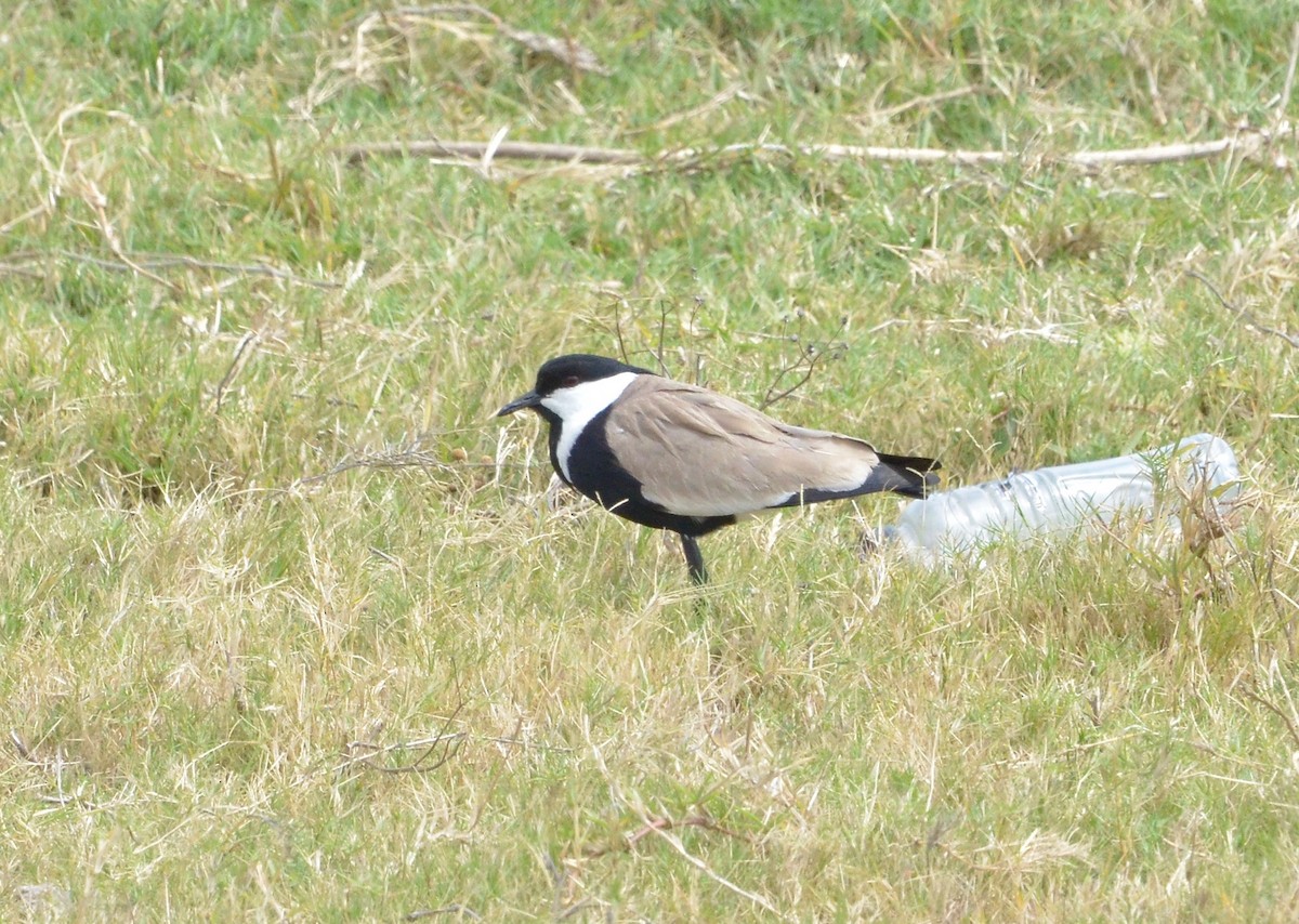Spur-winged Lapwing - ML592212421