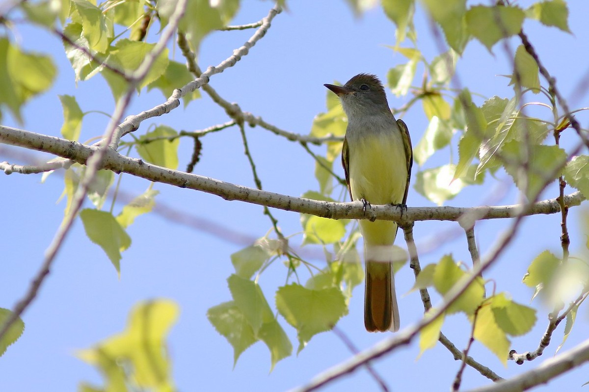 Great Crested Flycatcher - Yves Gauthier (Mtl)