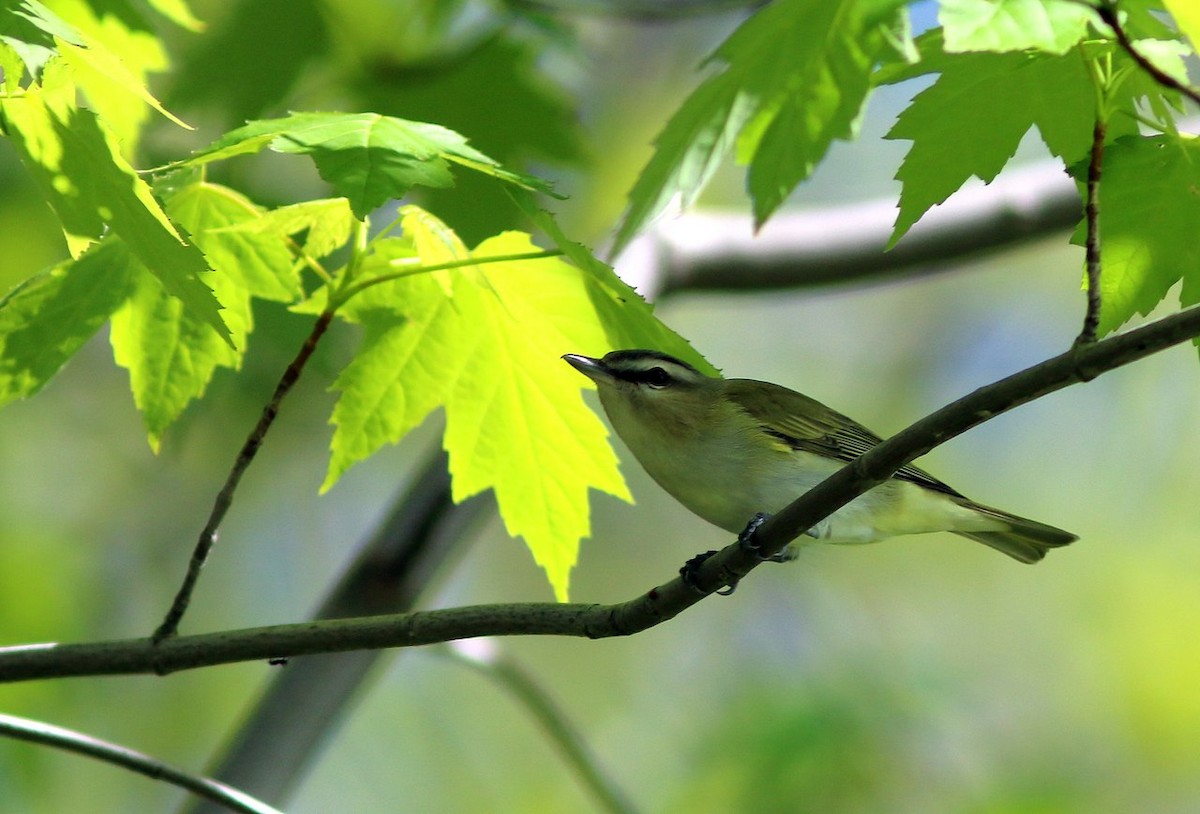 Red-eyed Vireo - Yves Gauthier (Mtl)