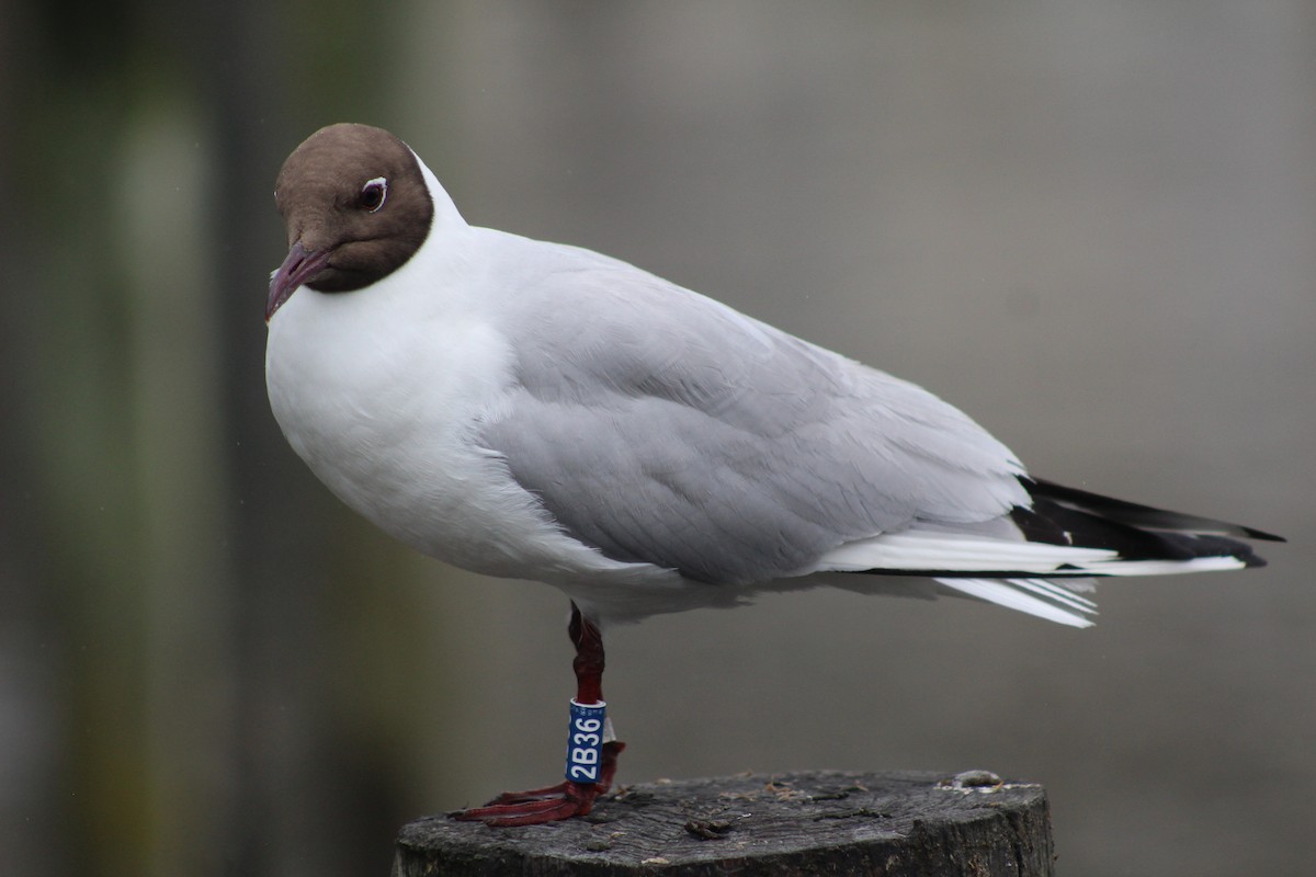 Mouette rieuse - ML592217951