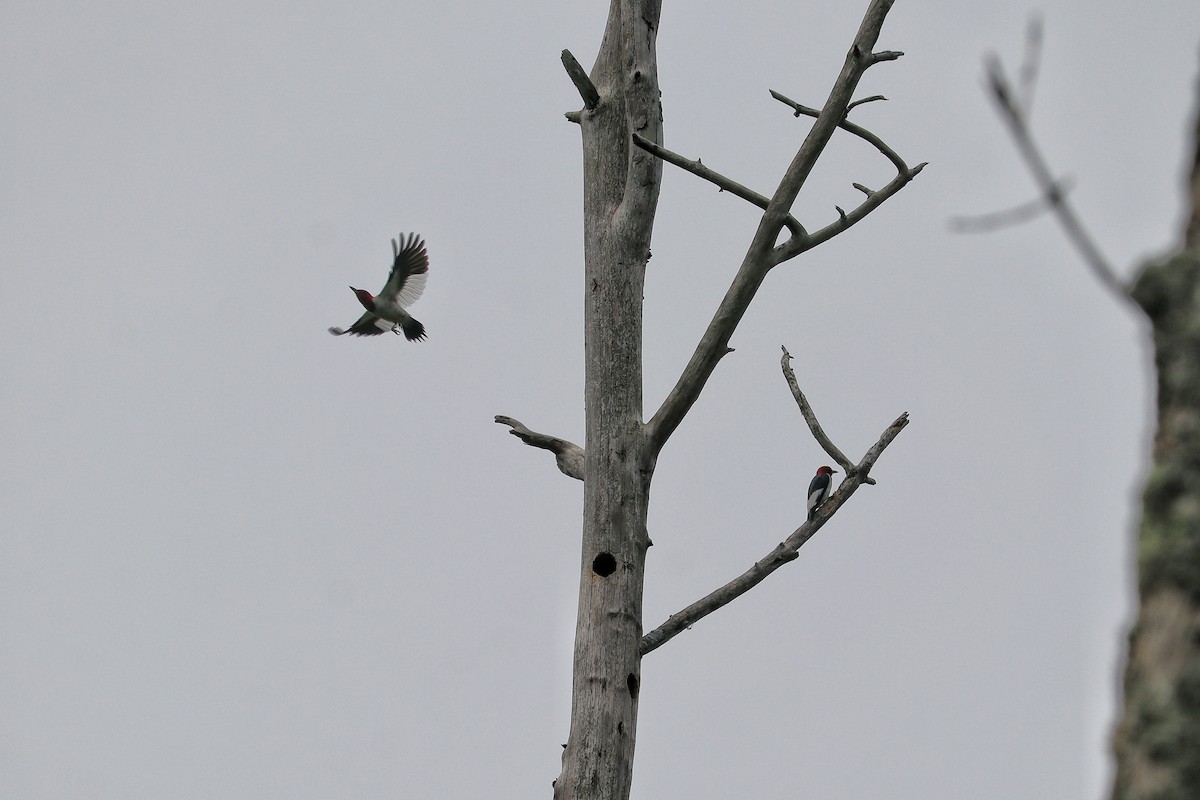 Red-headed Woodpecker - ML592220491