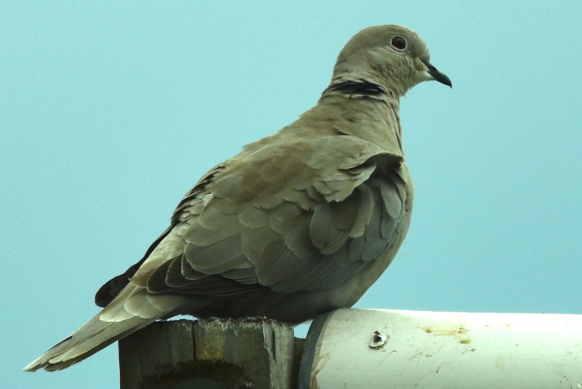 Eurasian Collared-Dove - ML592222511