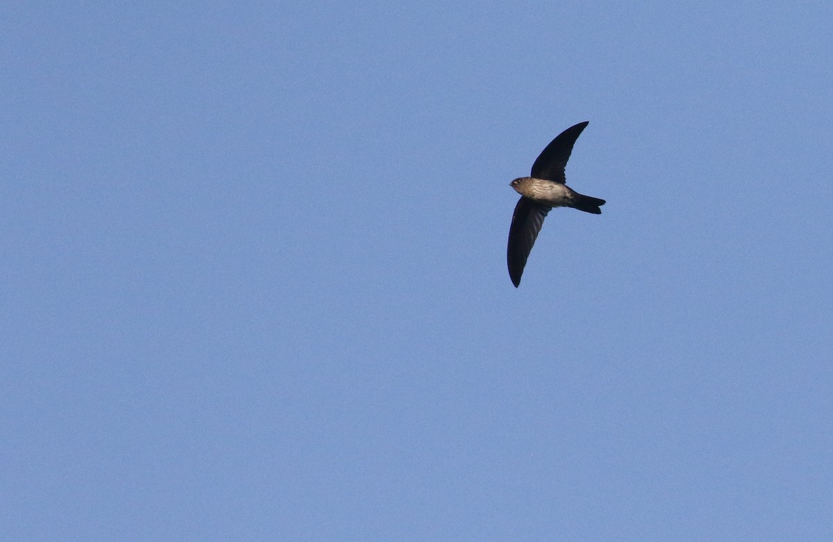 Cave Swiftlet - ML592225561