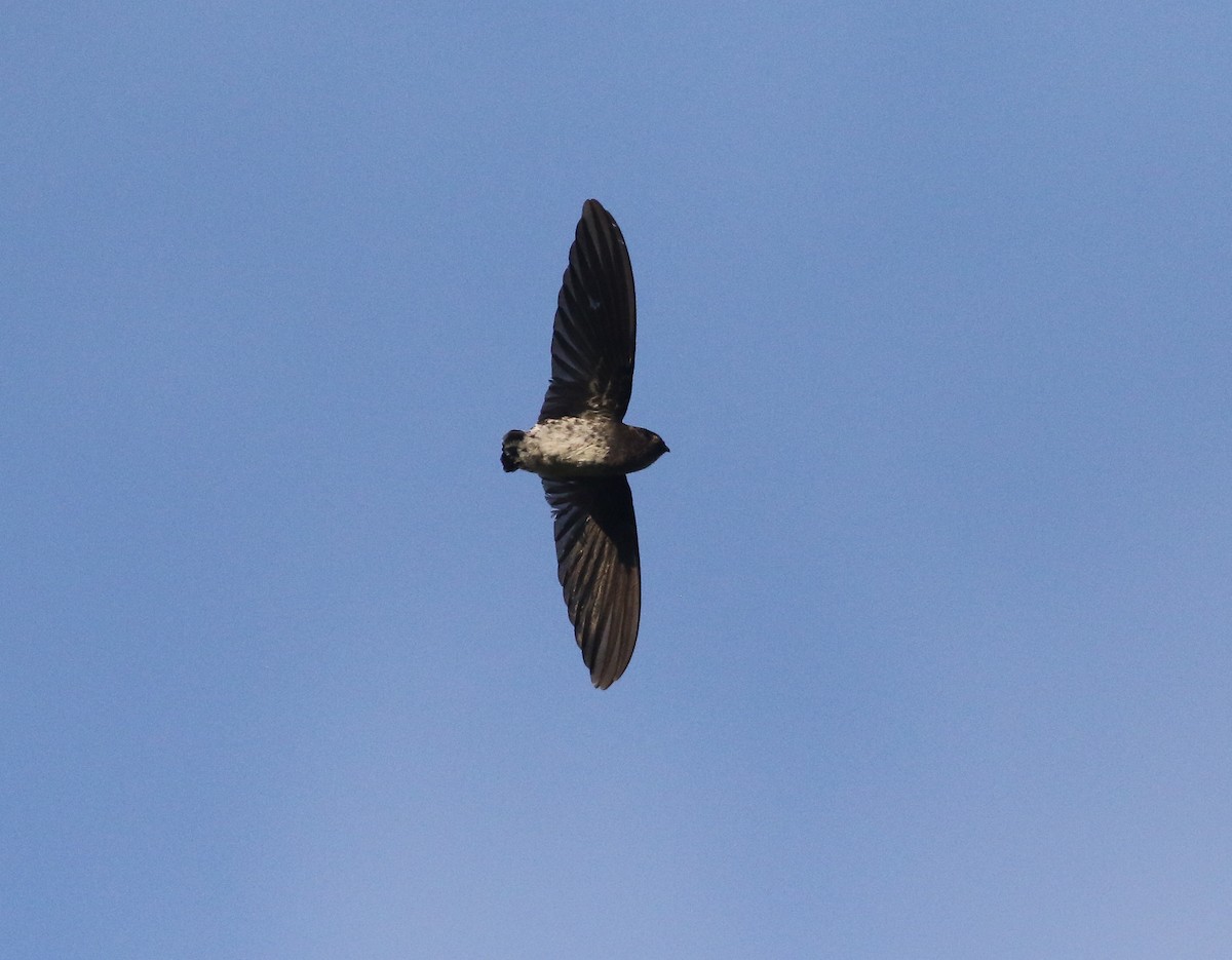 Cave Swiftlet - ML592225581