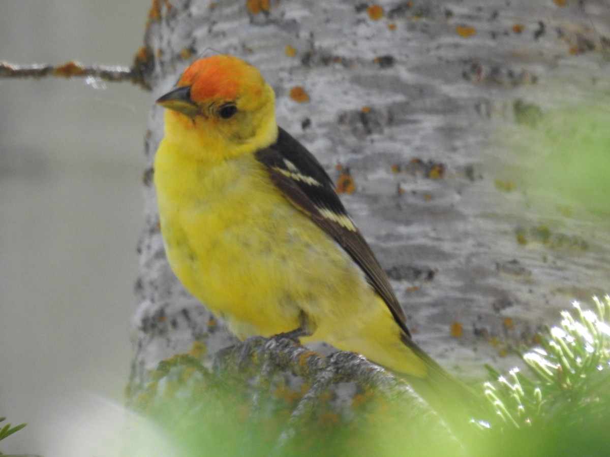 Western Tanager - ML592228351
