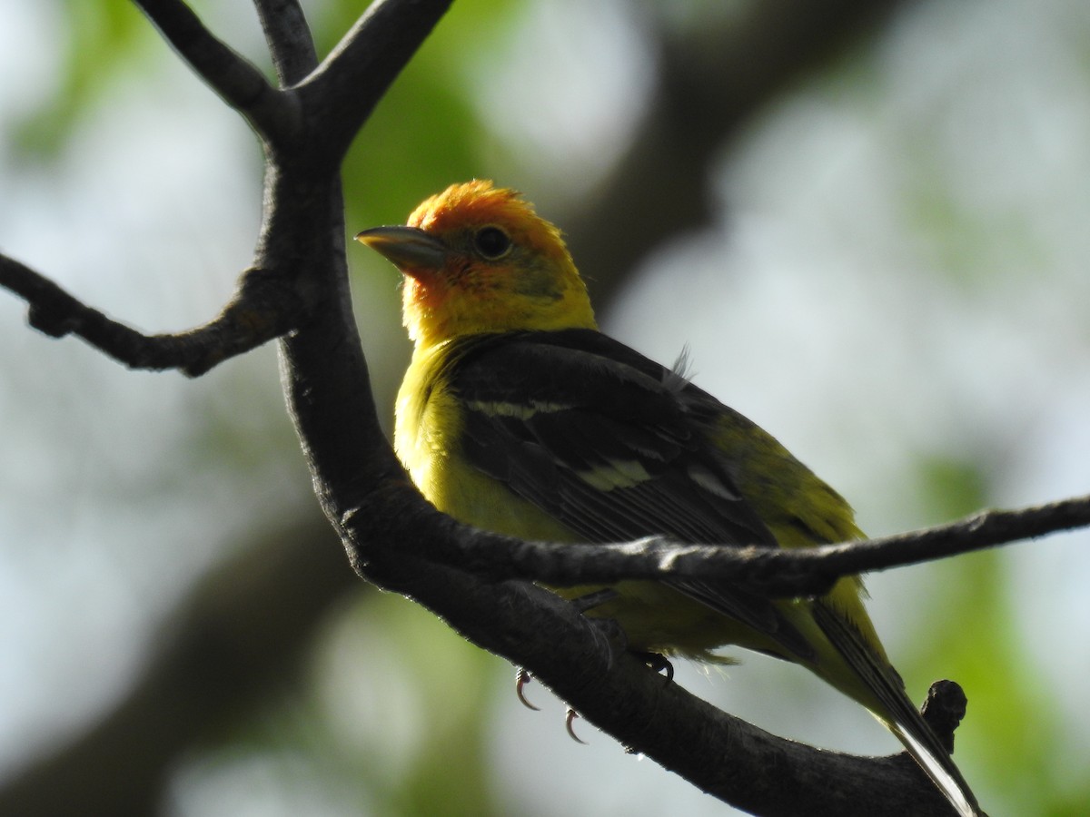 Western Tanager - ML592228361