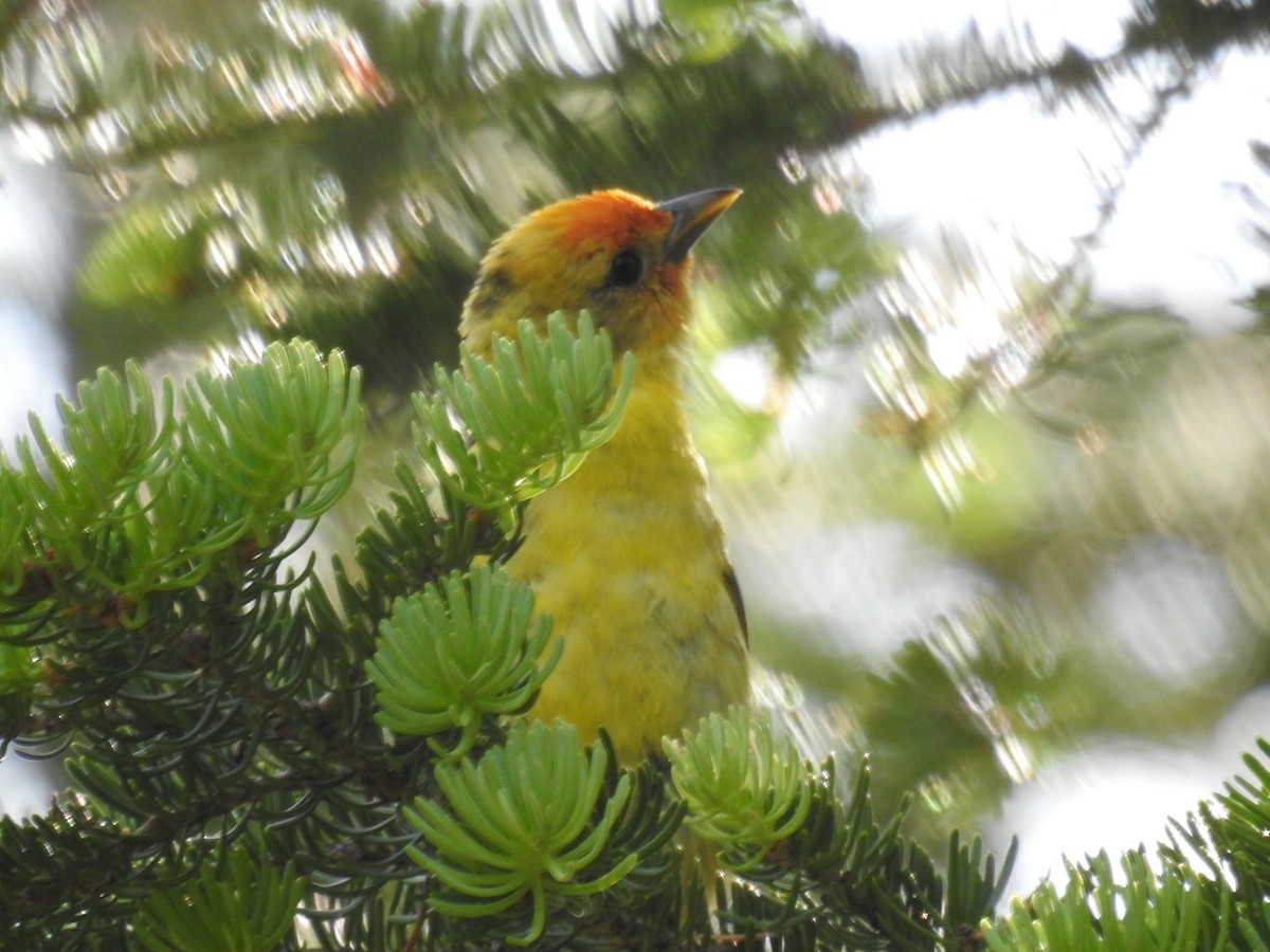 Western Tanager - ML592228371