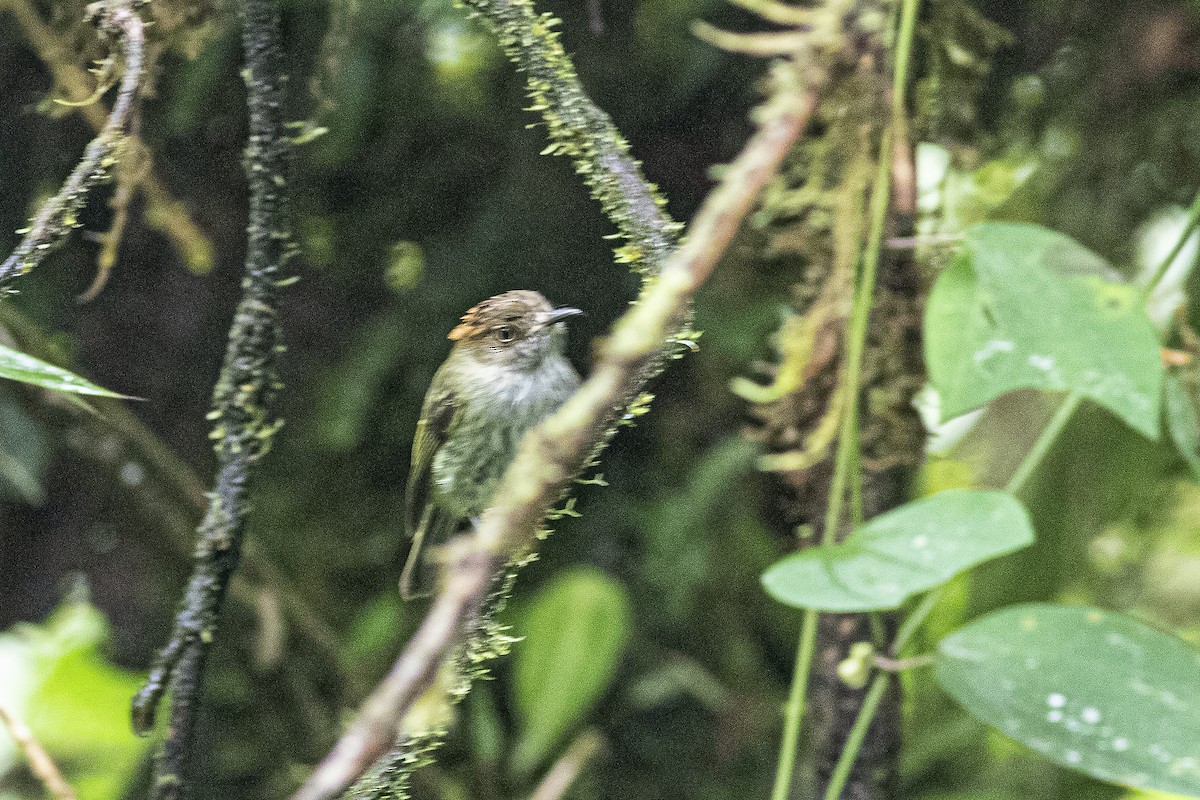 Scale-crested Pygmy-Tyrant - ML592231251
