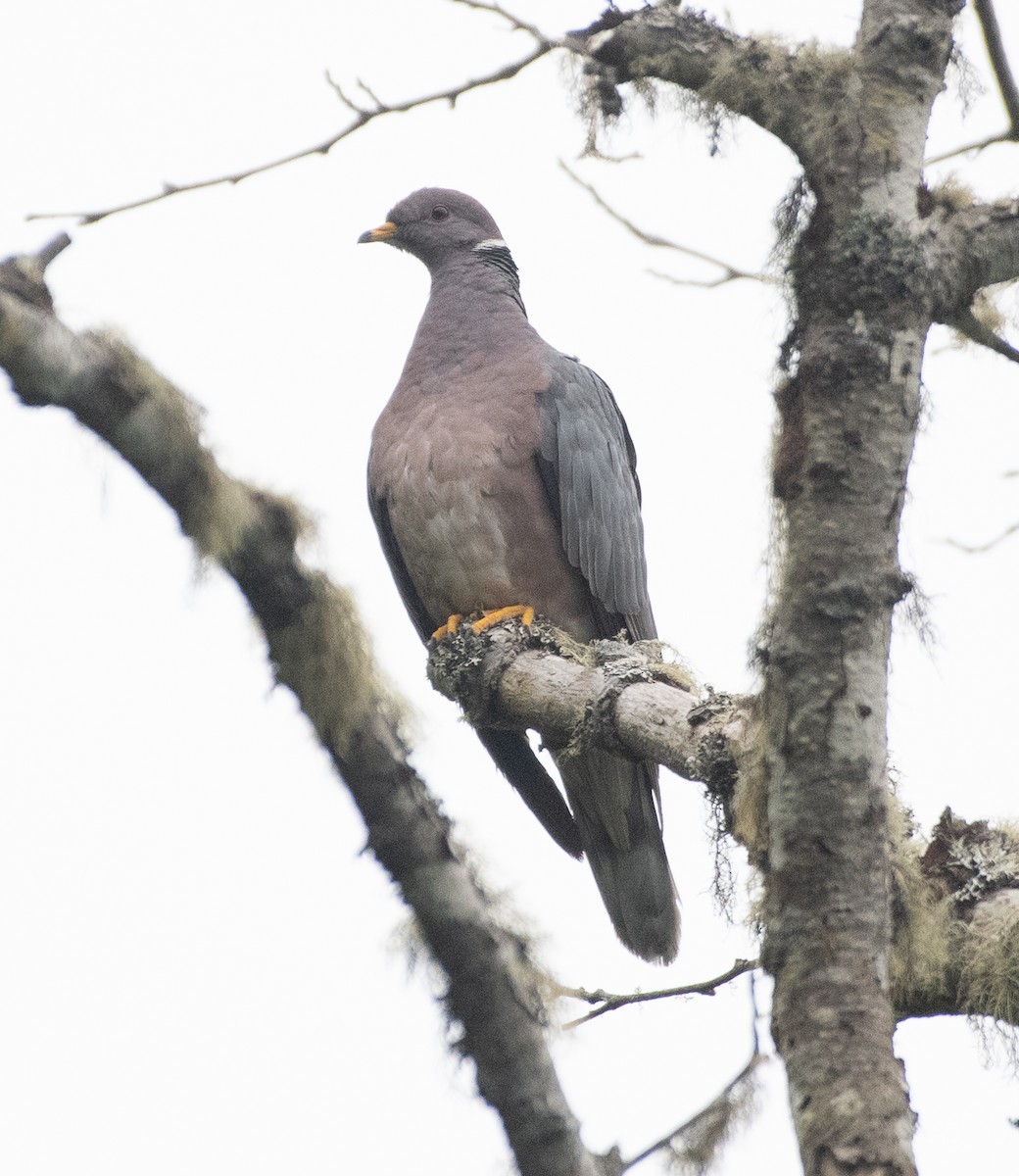 Band-tailed Pigeon - ML592232141