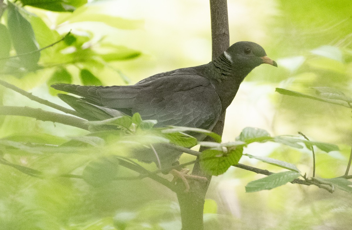 Band-tailed Pigeon - ML592232151