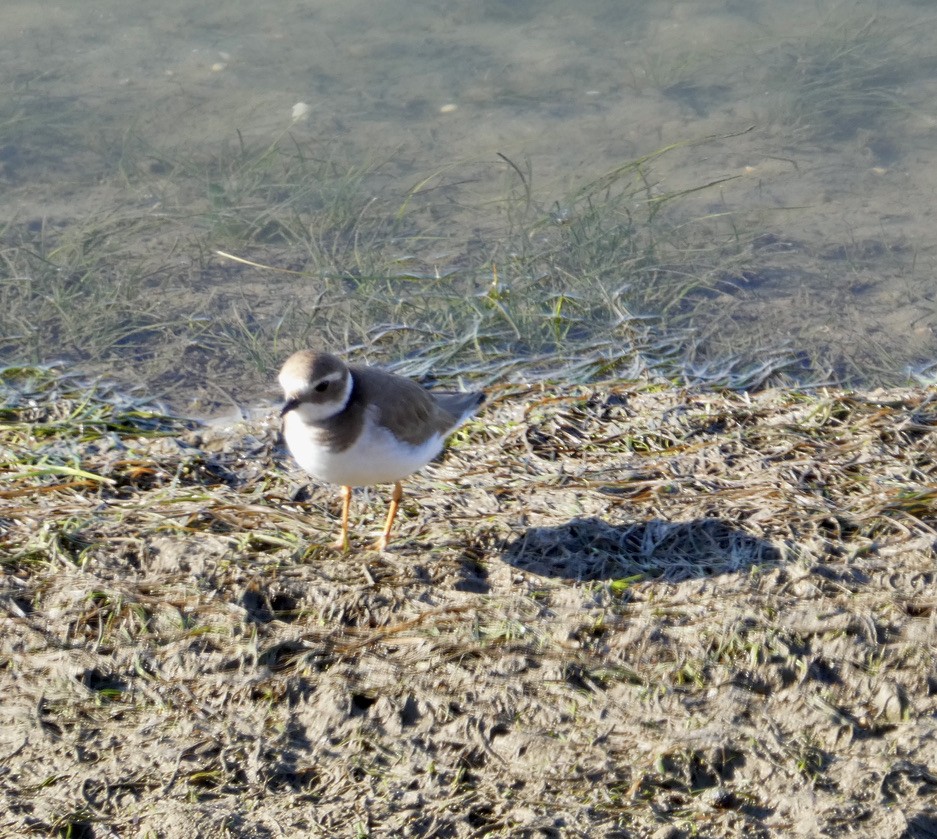 Common Ringed Plover - ML592234291