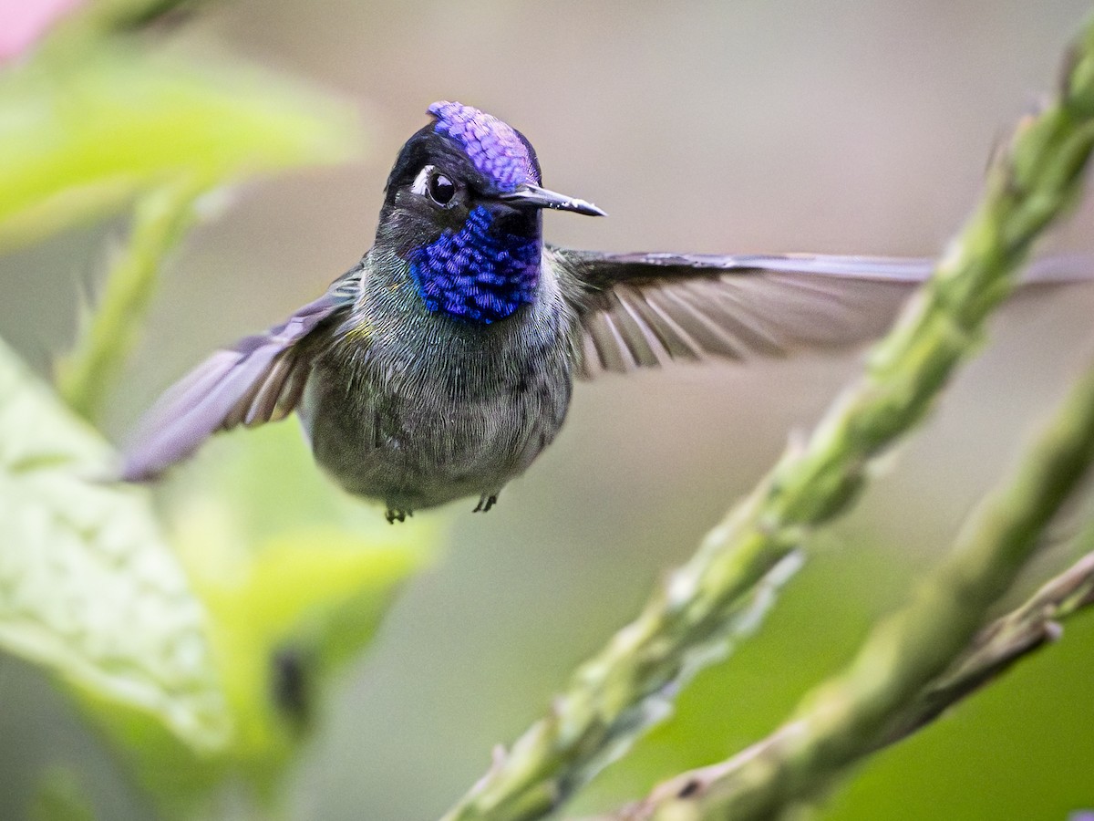Violet-headed Hummingbird - ML592235211