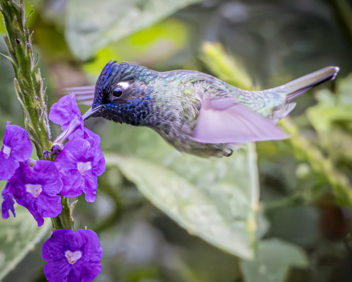 Violet-headed Hummingbird - ML592235391