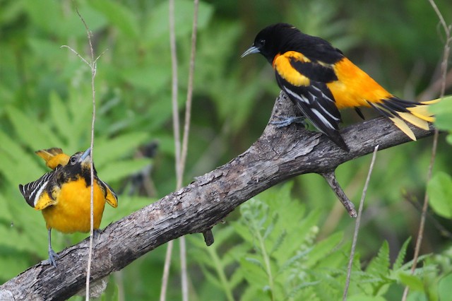 Courtship display of female (left) and male (right) Baltimore Oriole. - Baltimore Oriole - 