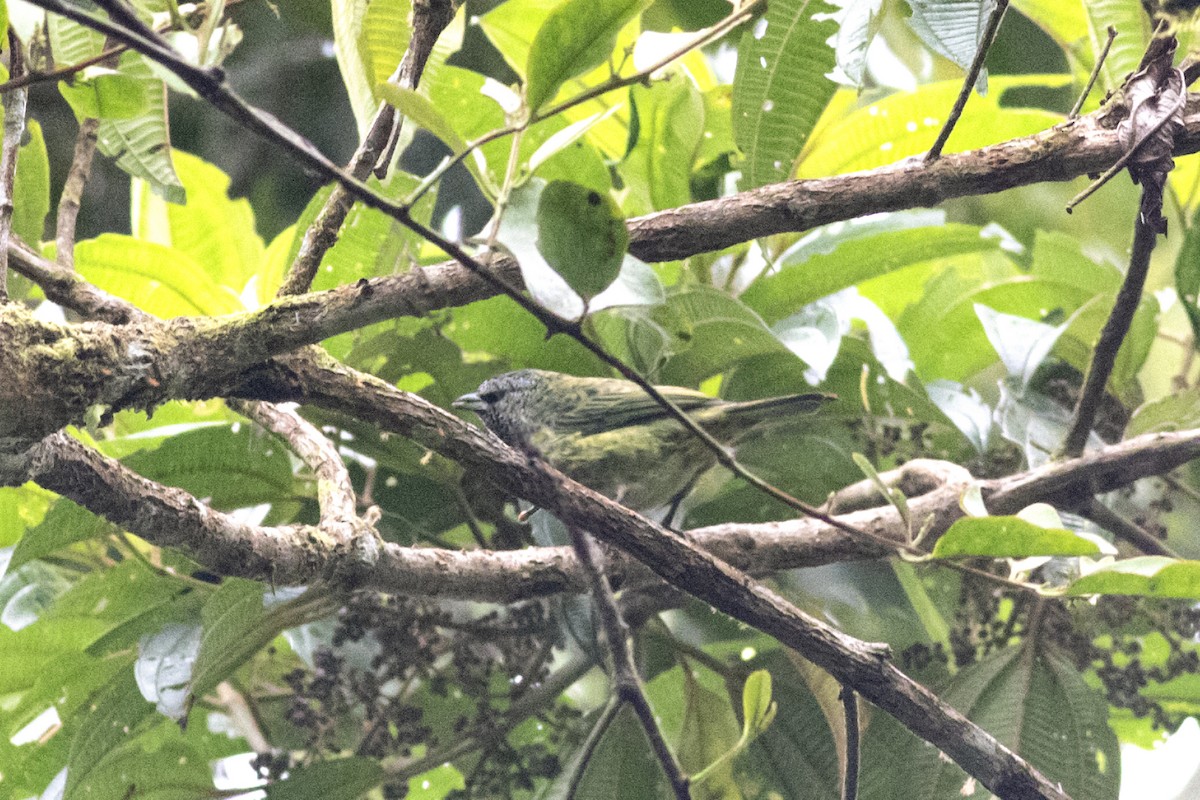 Spotted Tanager - ML592236931