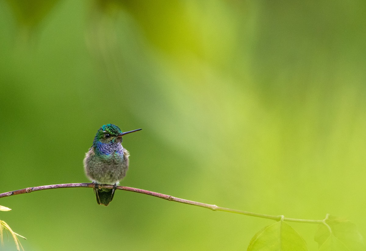Charming Hummingbird - John Ramírez Núñez