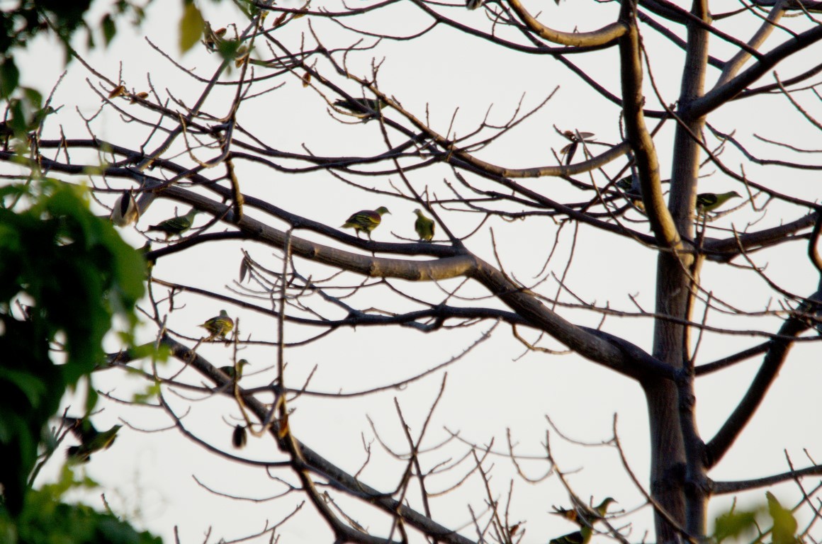 Philippine Green-Pigeon - ML59224091