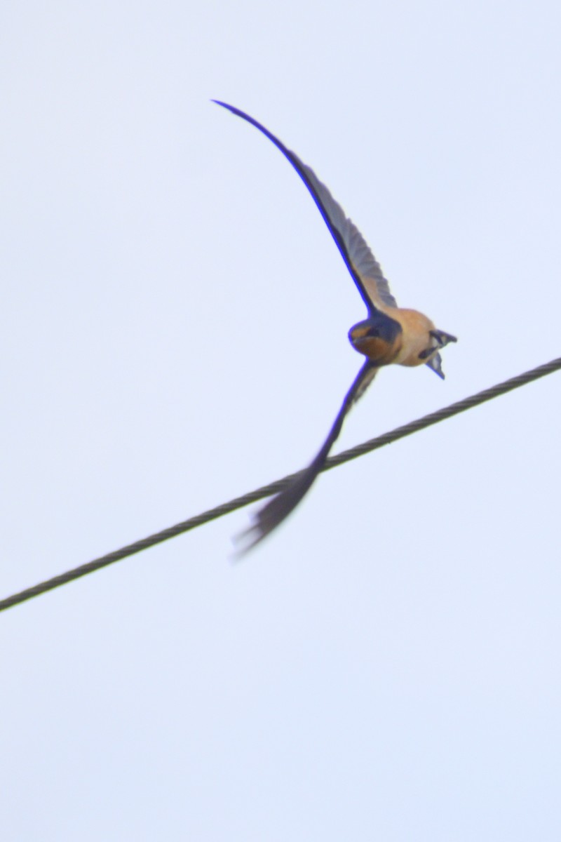 Cave Swallow - ML592245311
