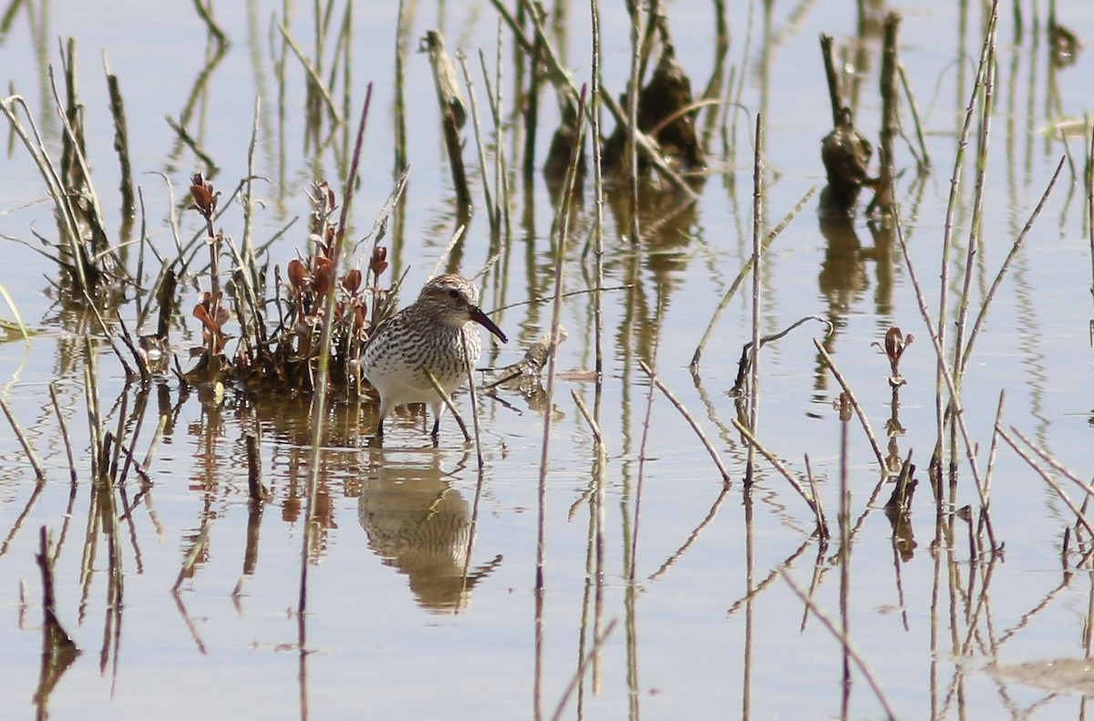 White-rumped Sandpiper - Yves Gauthier (Mtl)