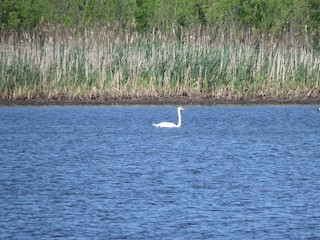 Mute Swan, ML59225521
