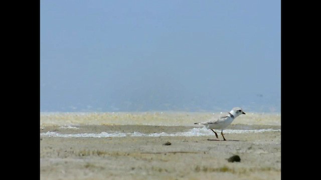 Piping Plover - ML592270851