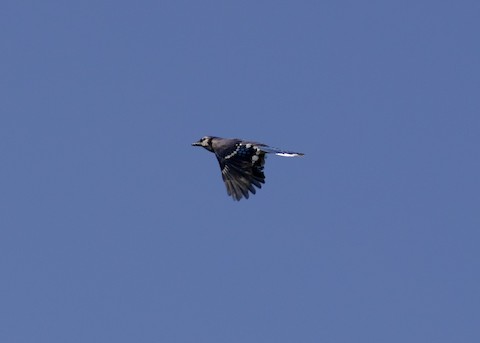 Blue Jay - Vermont eBird