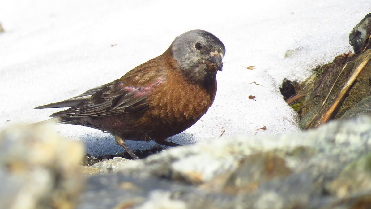 Gray-crowned Rosy-Finch - ML592273261