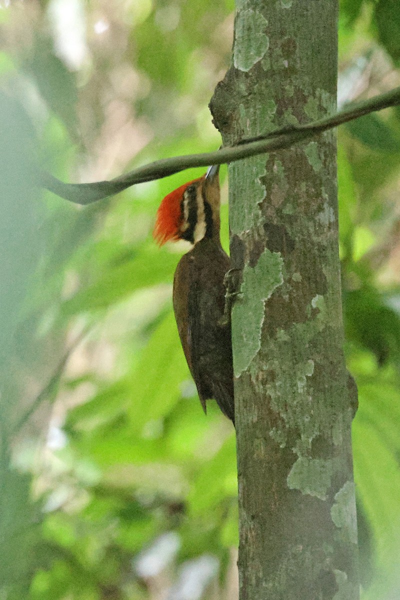 Olive-backed Woodpecker - ML592283521