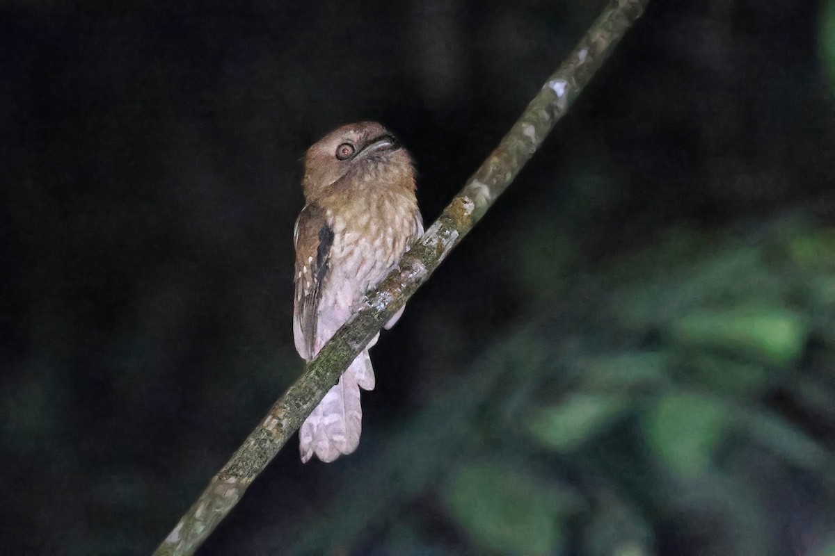 Gould's Frogmouth - ML592284901