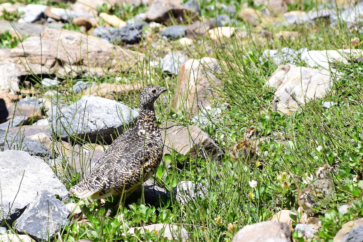 White-tailed Ptarmigan - Kevin Lee