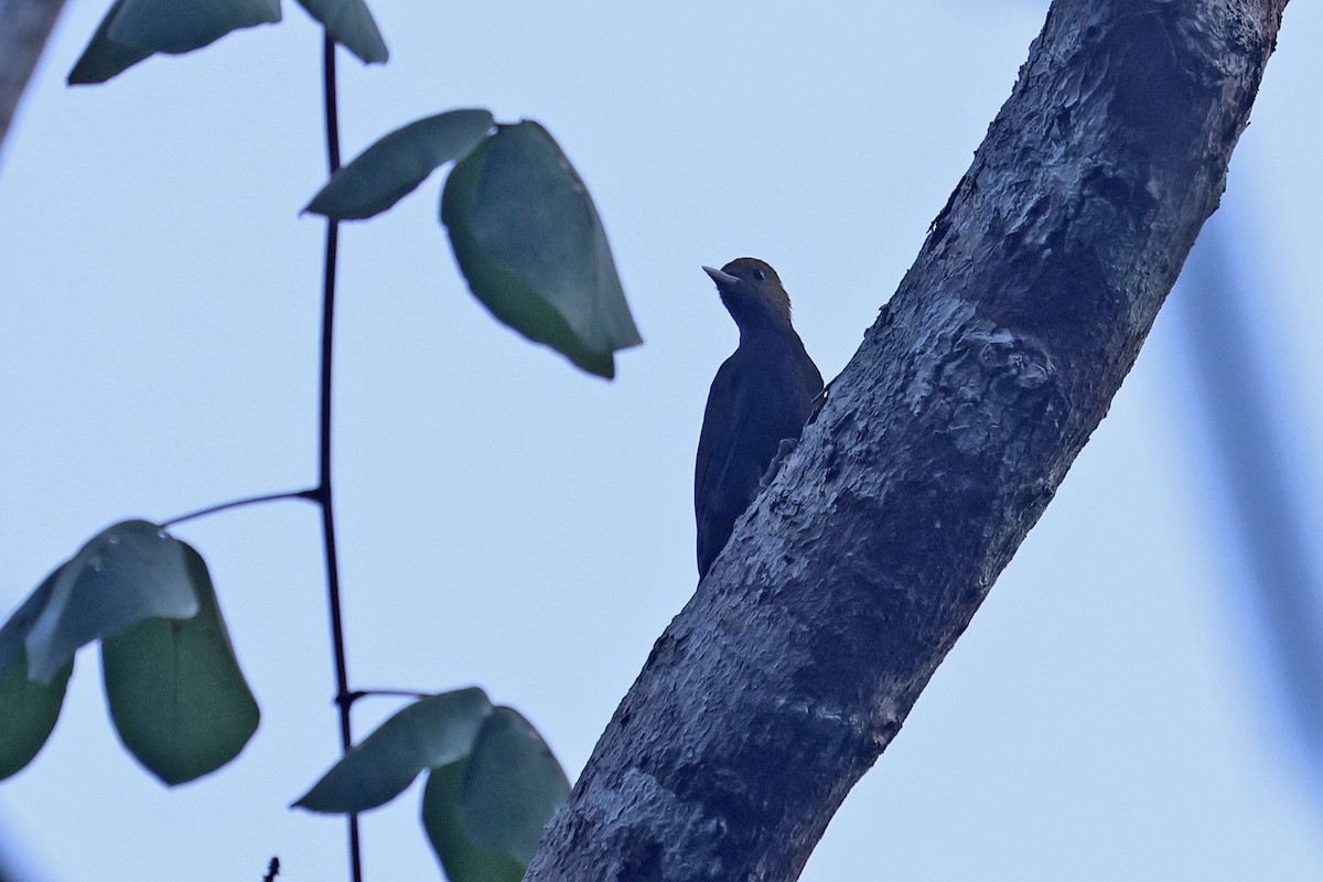 Bamboo Woodpecker - ML592287351