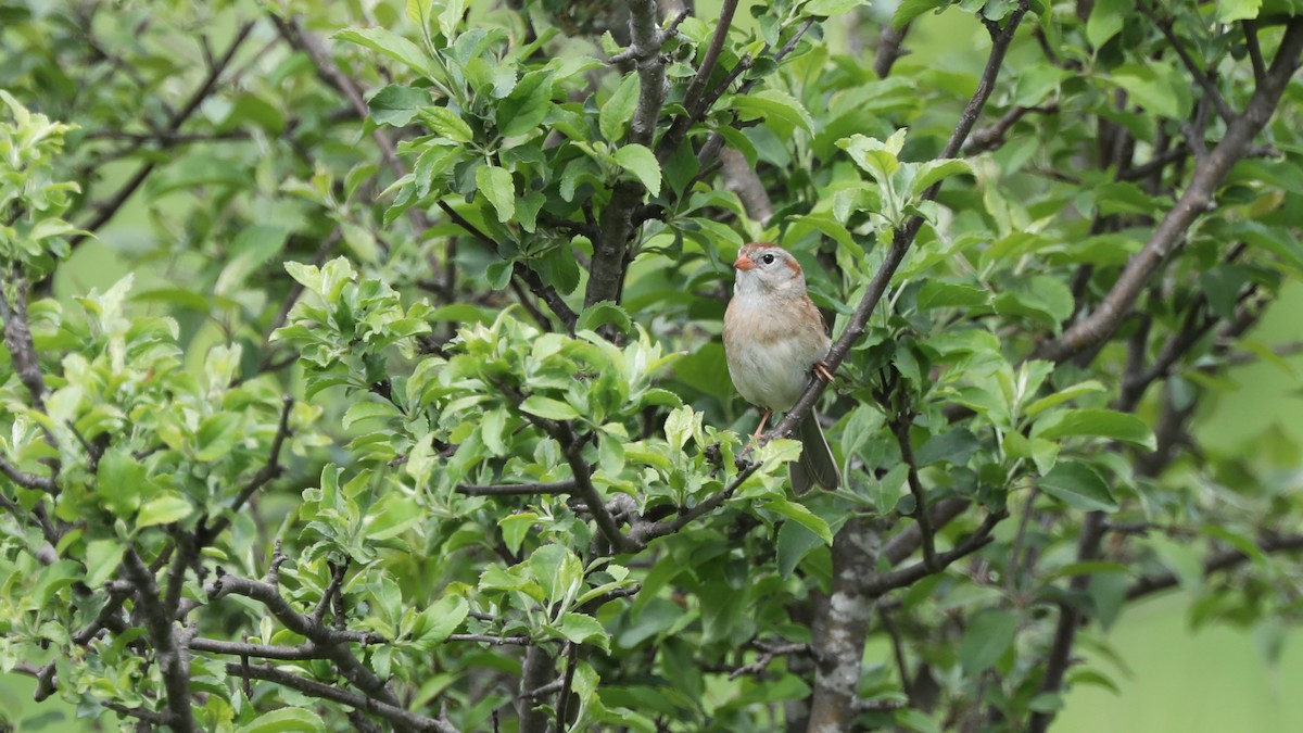 Field Sparrow - ML59229221
