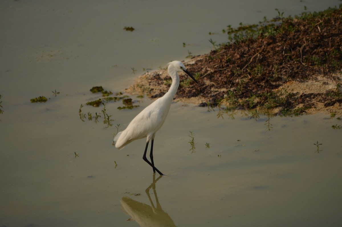 Little Egret - Gopal bhagavatula