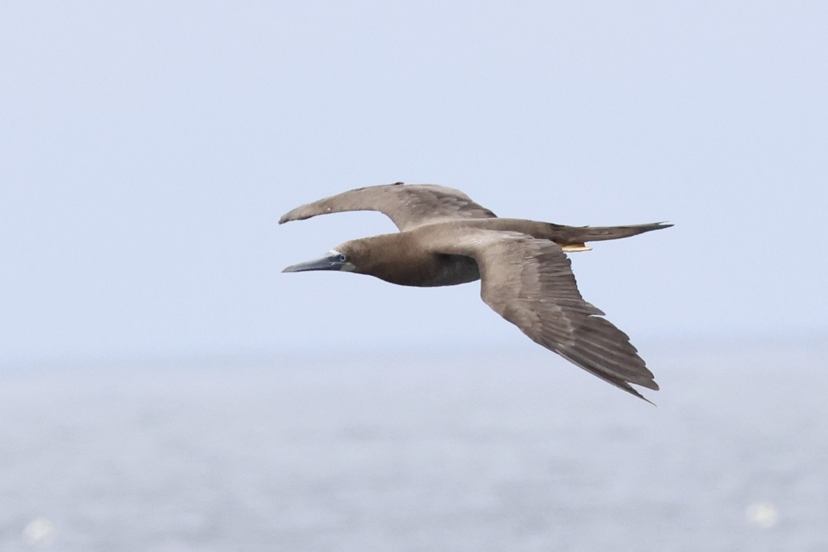 Brown Booby - ML592301811