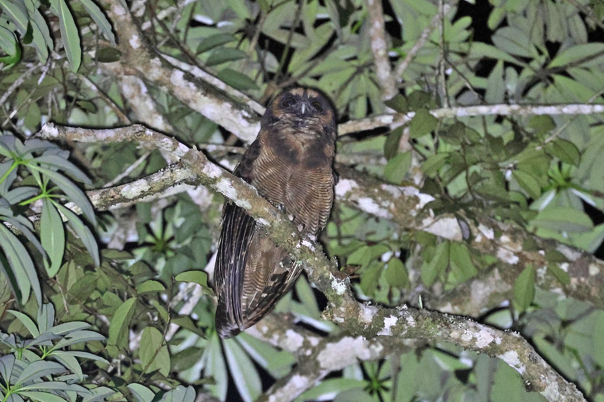 Brown Wood-Owl (Brown) - ML592303371