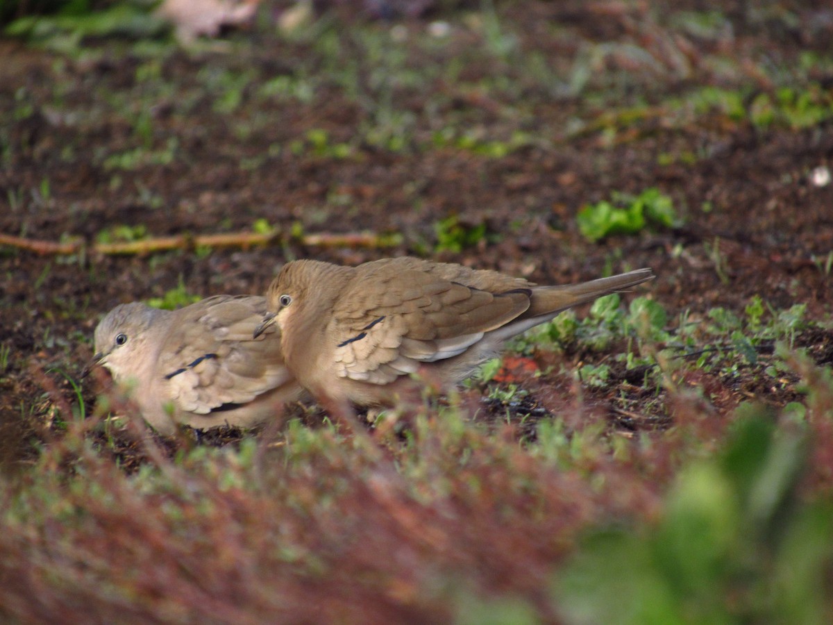 Ebird Checklist Jul Parque Bicentenario De Vitacura No