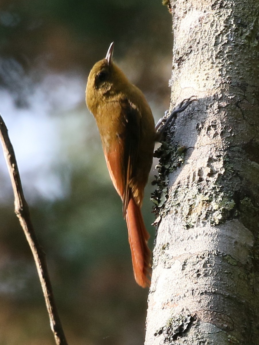 Olivaceous Woodcreeper - Charlotte Byers
