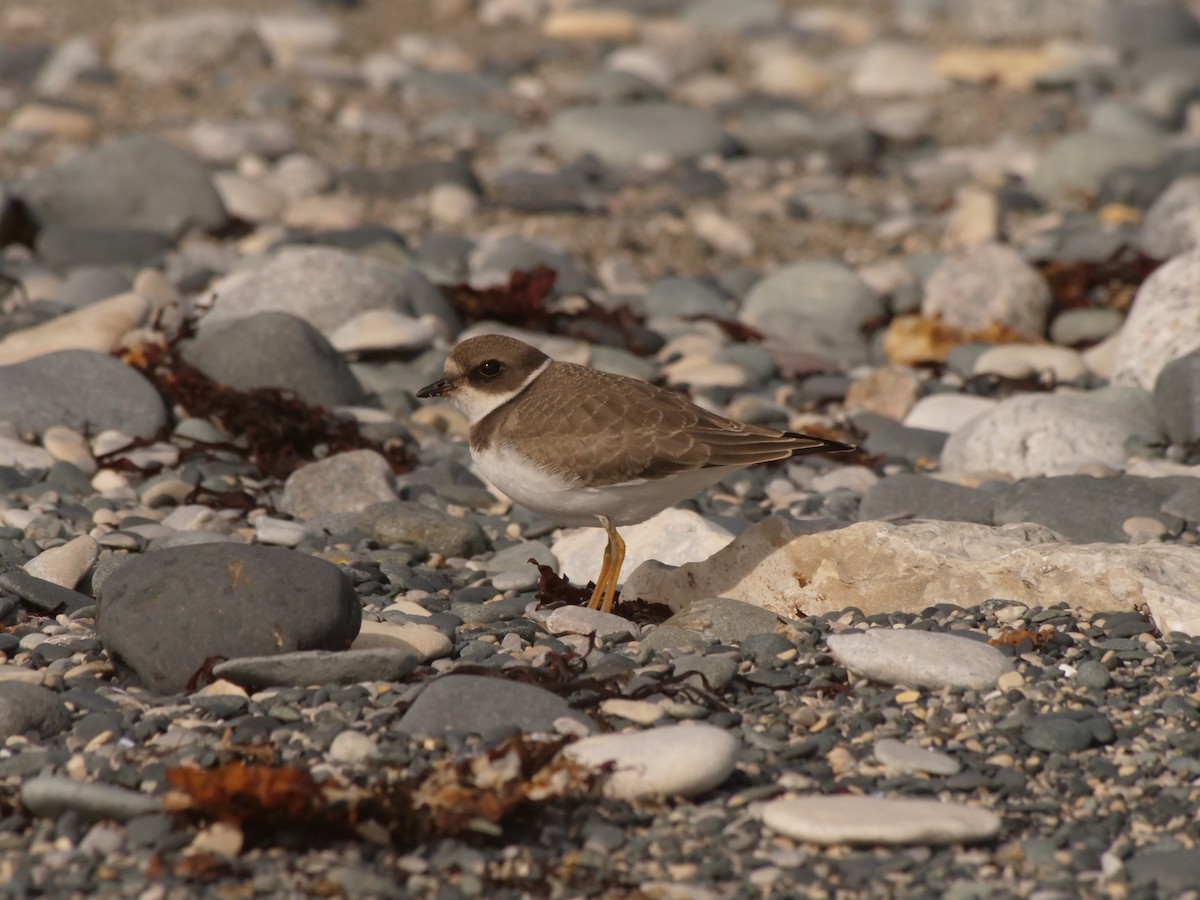 Semipalmated Plover - Chris Thompson