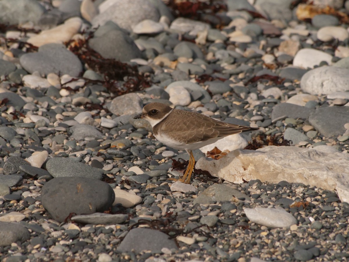 Semipalmated Plover - ML592310341