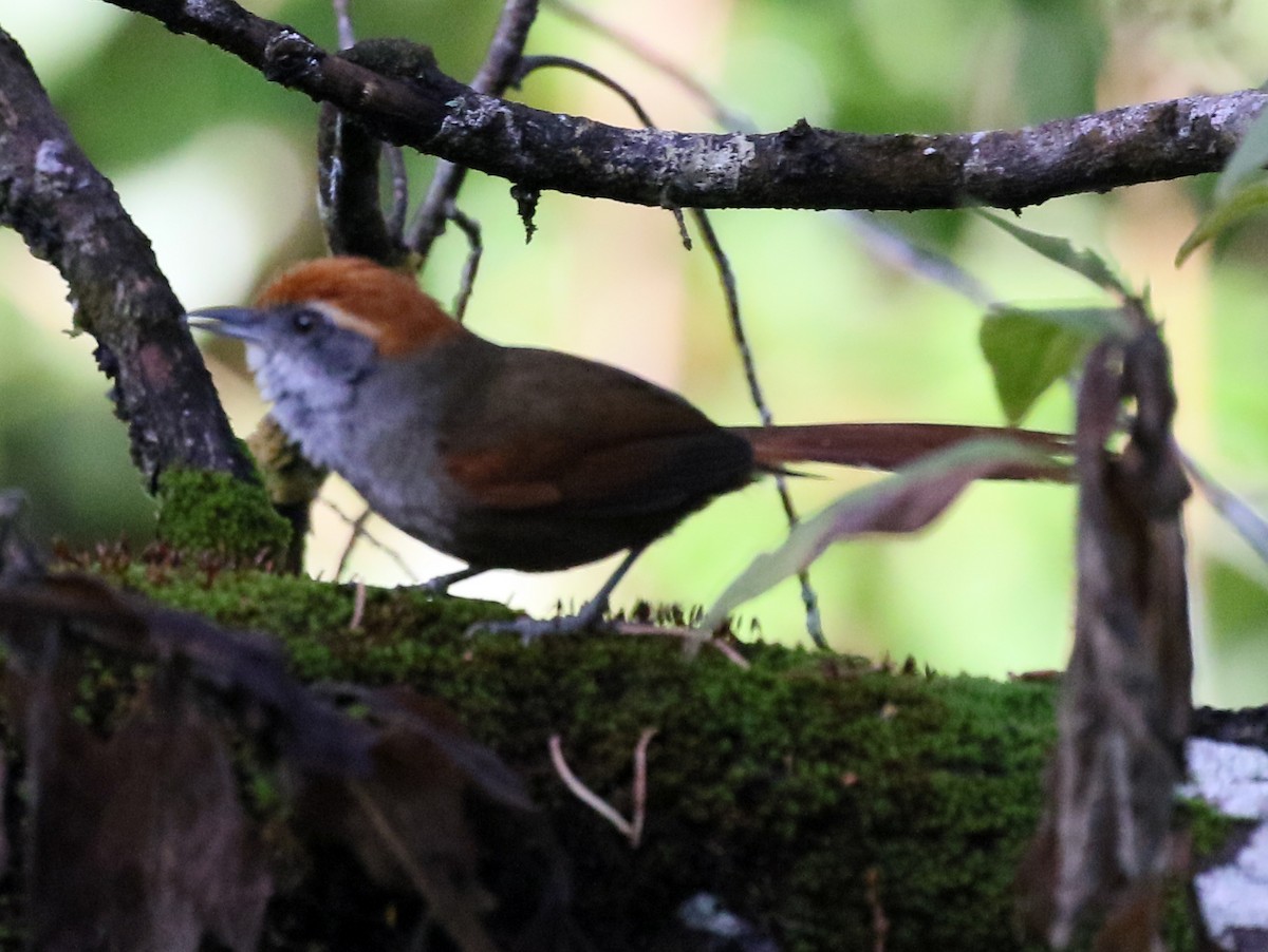 Rufous-capped Spinetail - ML59231111