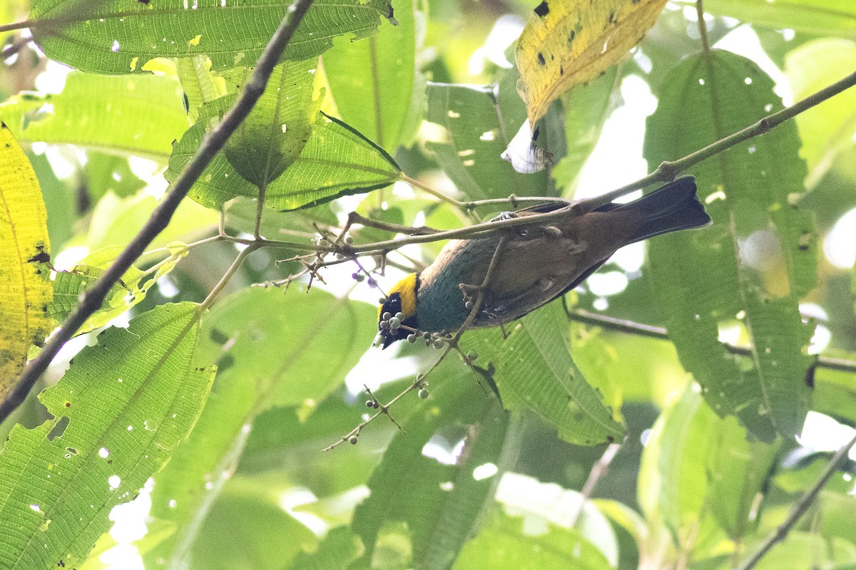 Saffron-crowned Tanager - ML592311141