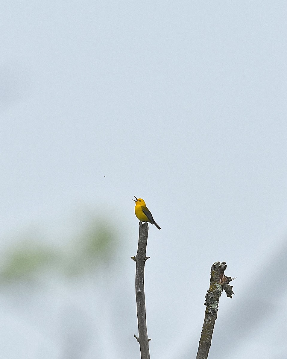 Prothonotary Warbler - ML592311441